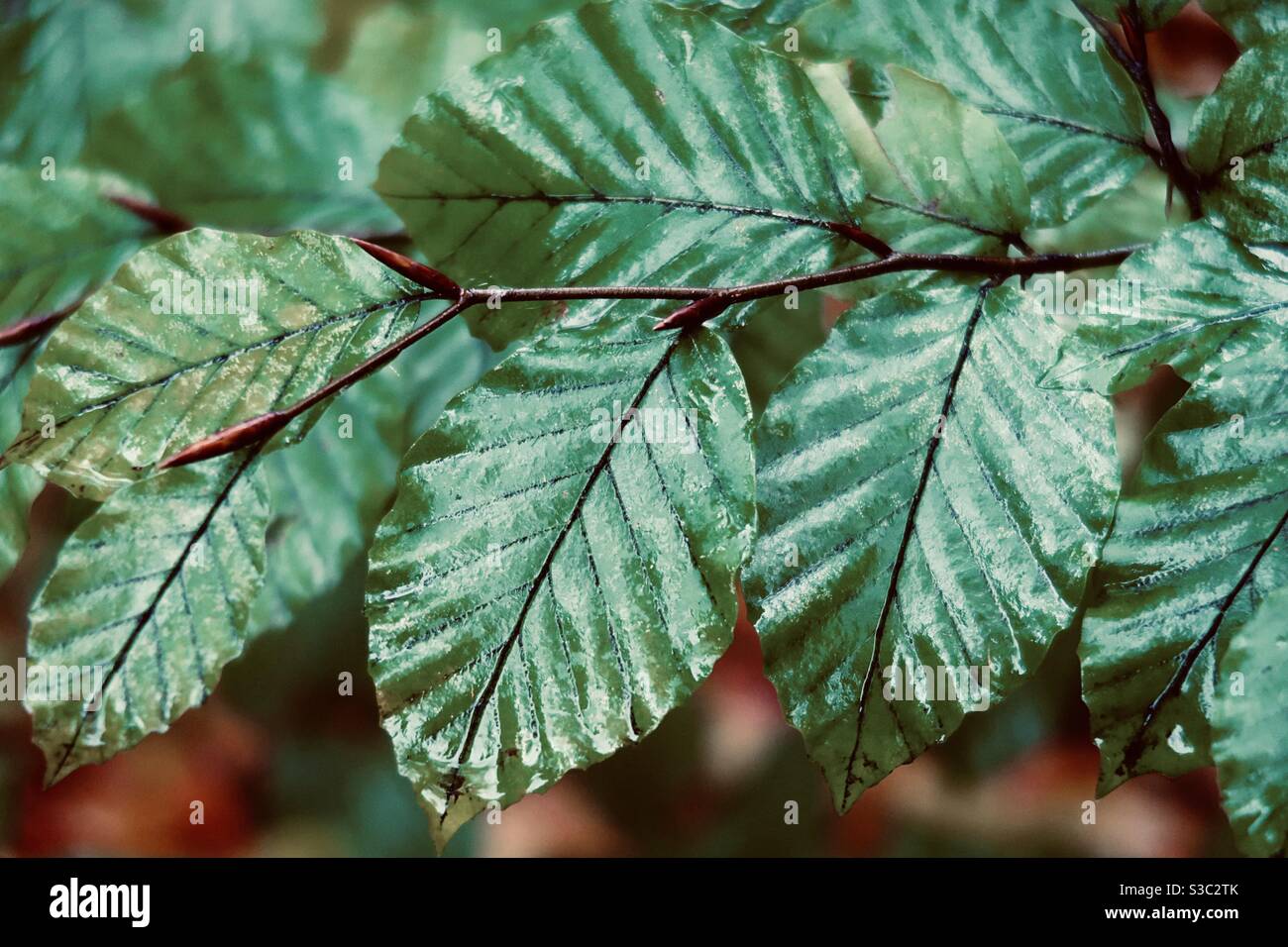 Closeup of green leaves Stock Photo