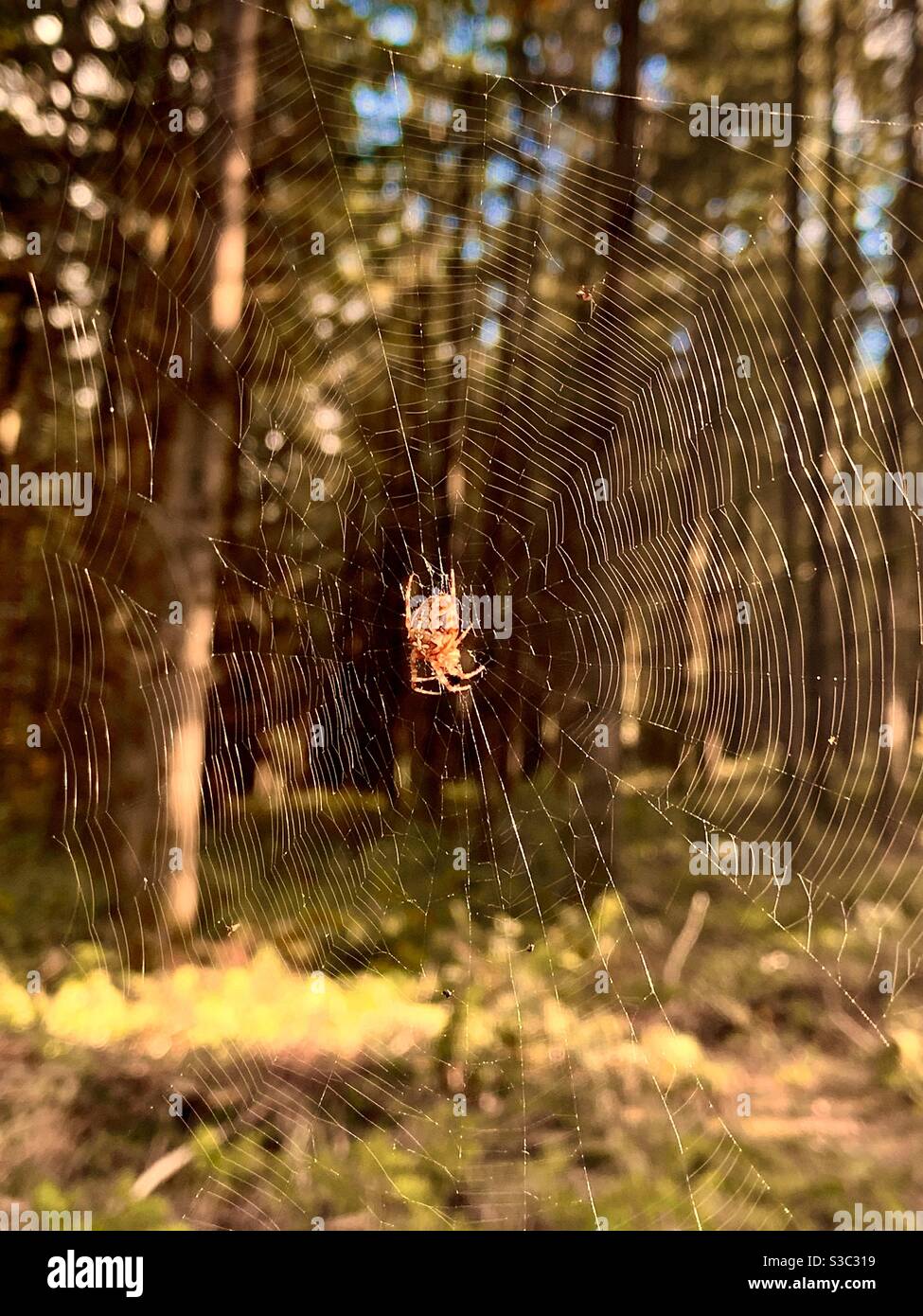 Spider in web between trees in English forestry in autumn Stock Photo