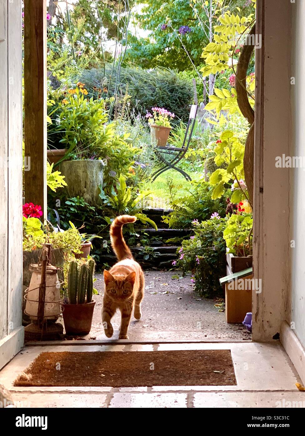 Ginger female cat enters perfect English cottage from the summer garden Stock Photo