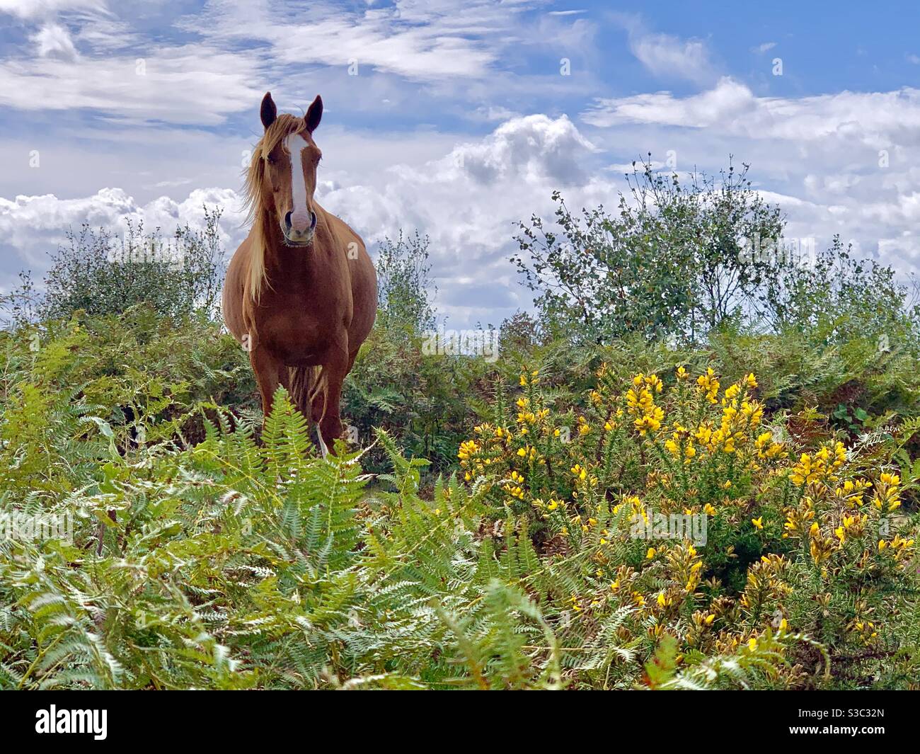 Wild English pony stands among wild moorland on Culmstock Beacon, Devon among the yellow gorse and shrubs on a warm summer afternoon Stock Photo