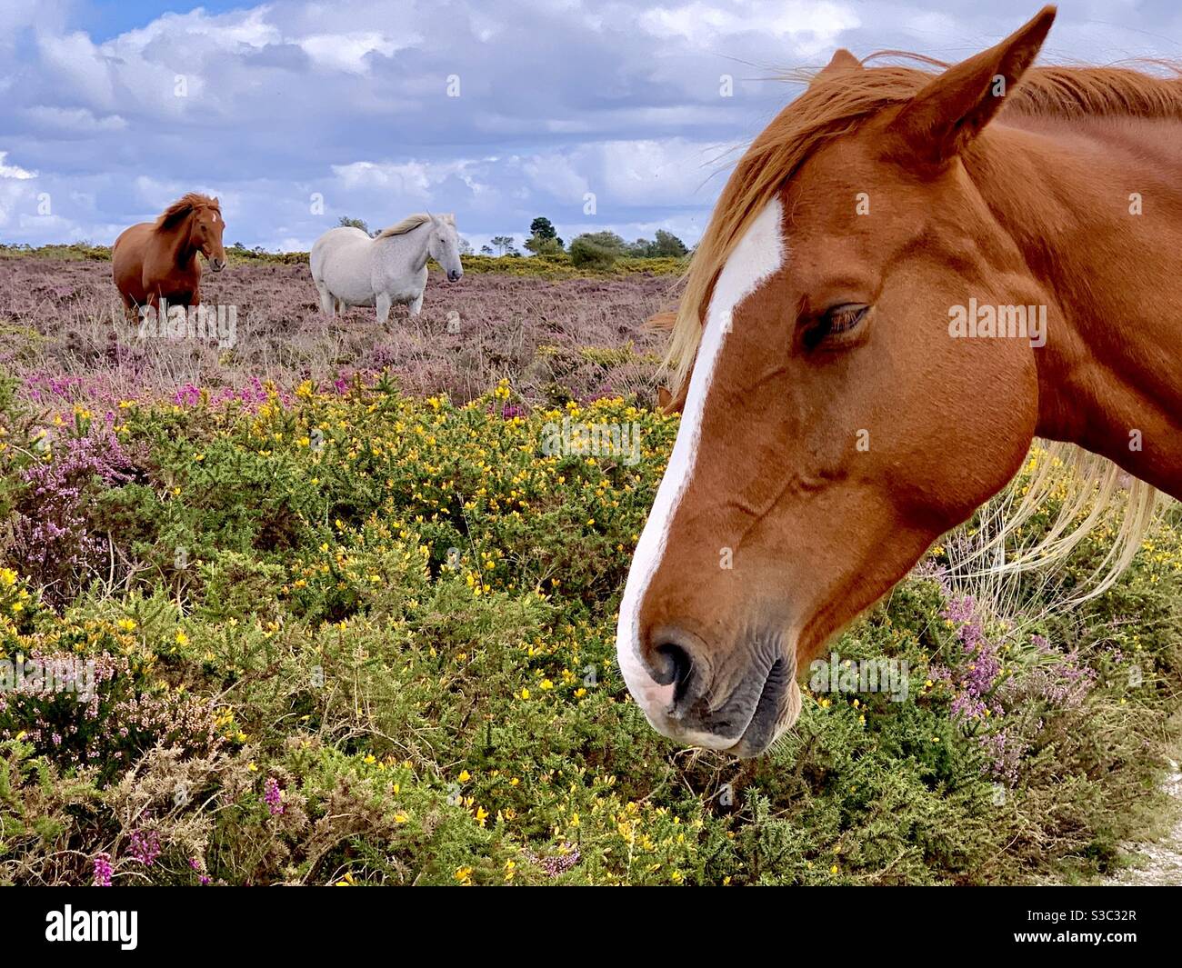 Wild English ponies on culmstock moorland in Devon, UK, Stock Photo