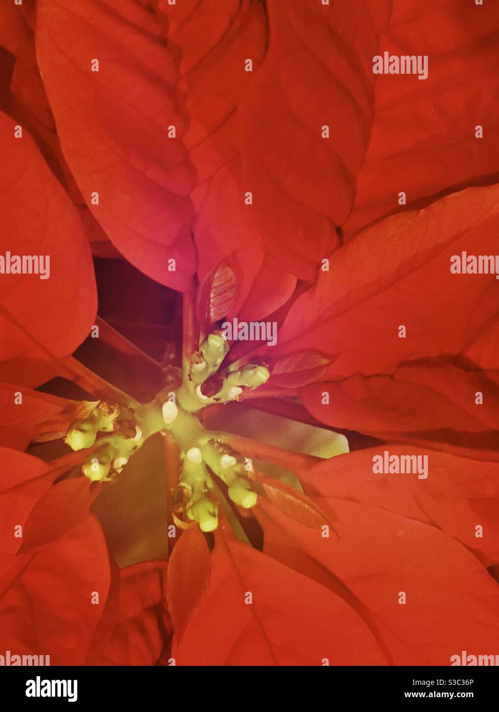 Bright red bracts of a poinsettia plant (Euphorbia pulcherrima) Stock Photo