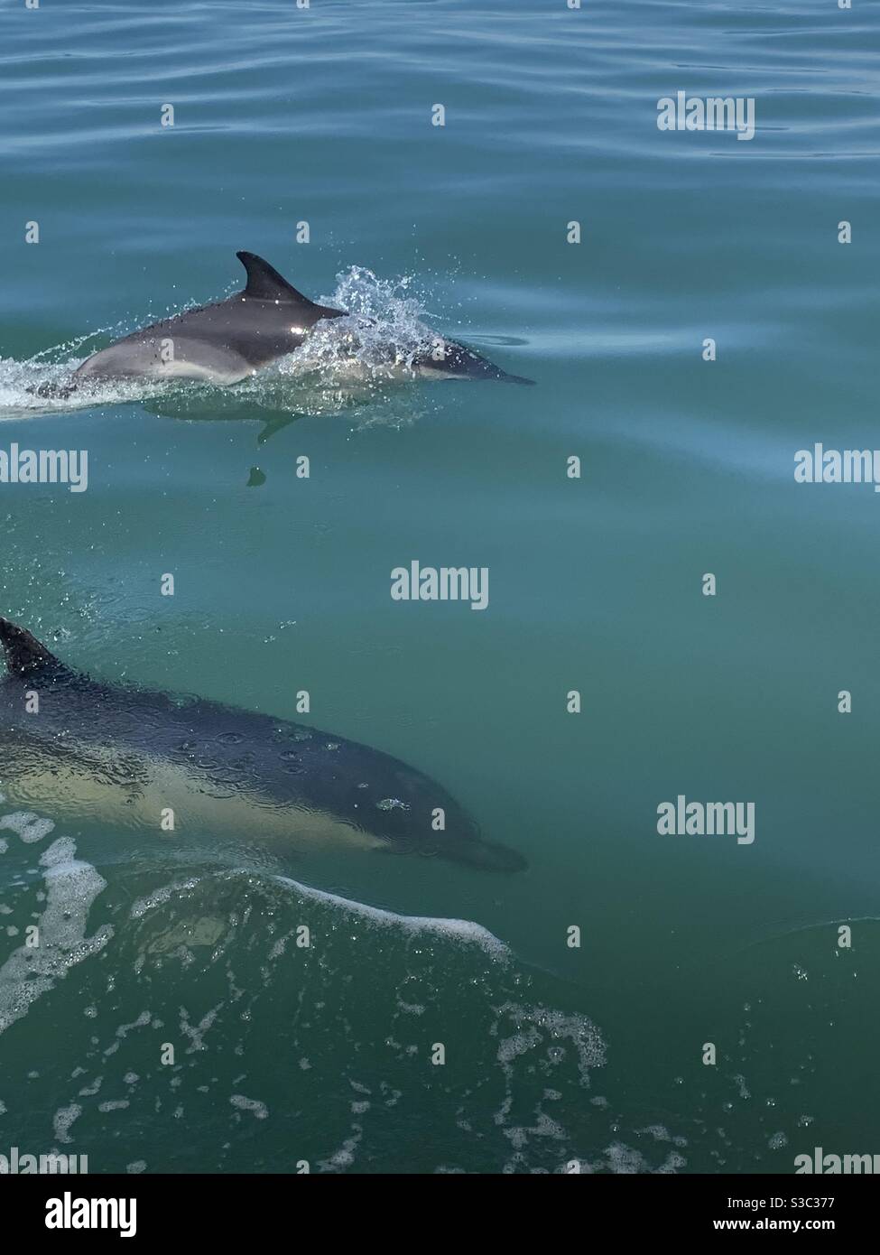 Dolphins at Ilfracombe, north Devon coastline summer boat trip Stock Photo