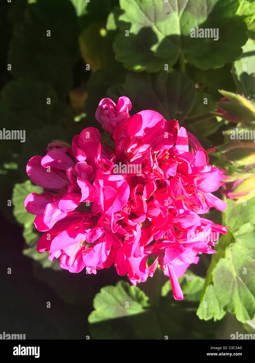 Hot pink flowers on a sunny spring day Stock Photo