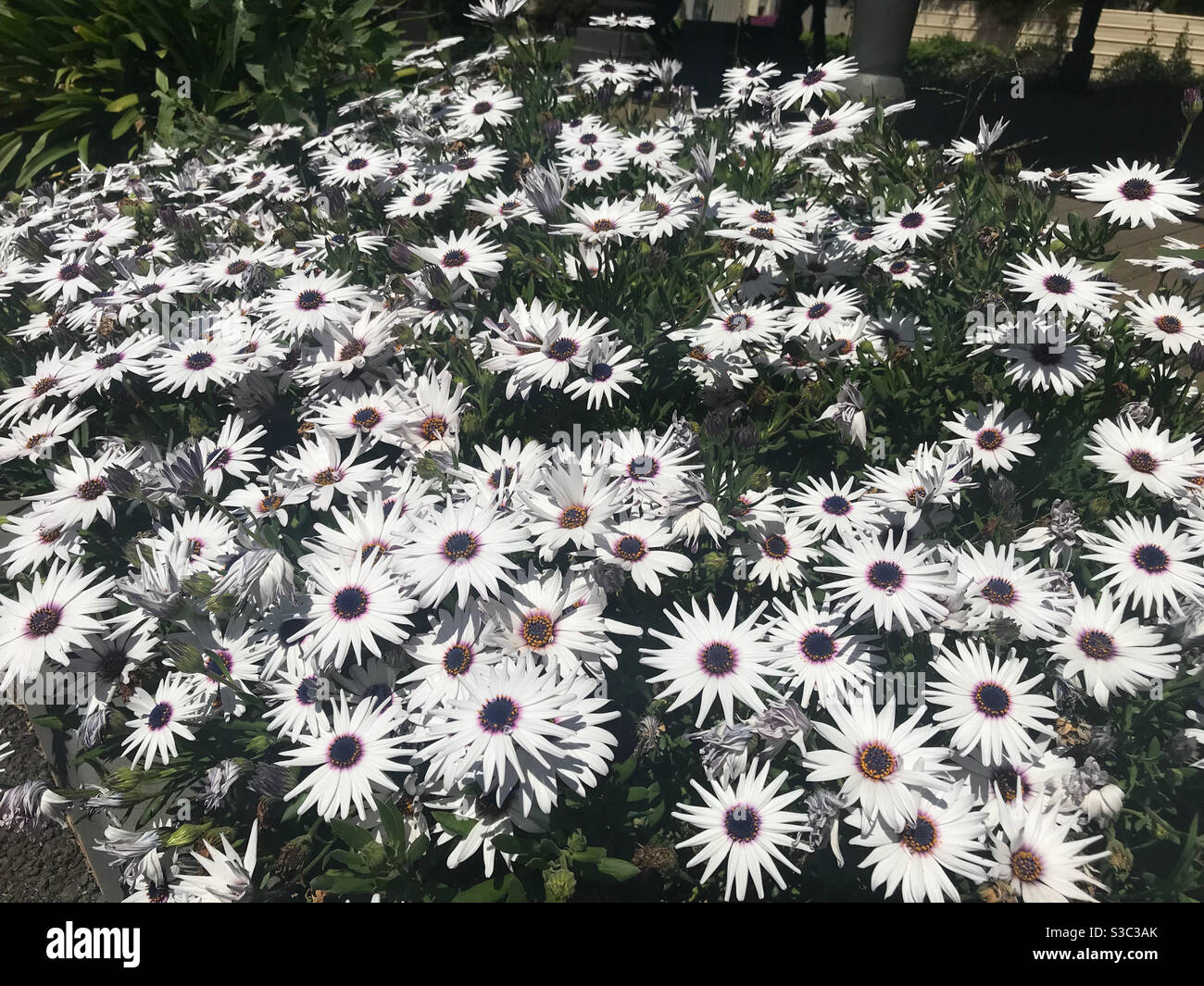 Garden bed of white daisies with purple centre in a sunny spring garden Stock Photo