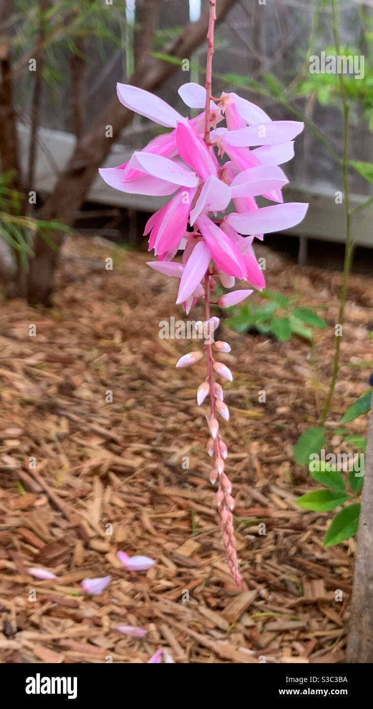 Pink flowers of the Indigofera Decora or Summer Wisteria hanging down - Smartphone Captured Stock Image