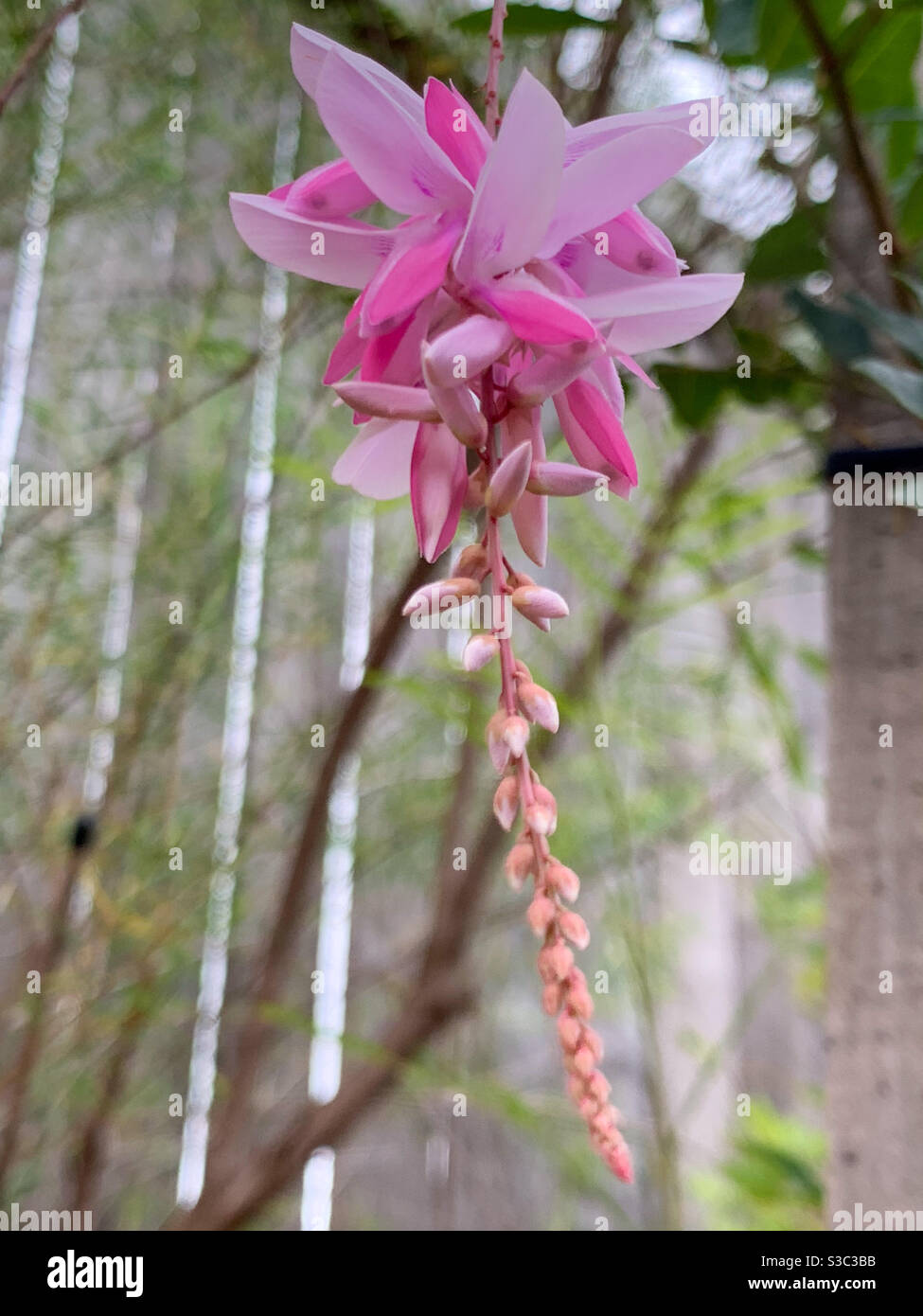 Pink flowers of the  Indigofera Decora or Summer Wisteria Stock Photo