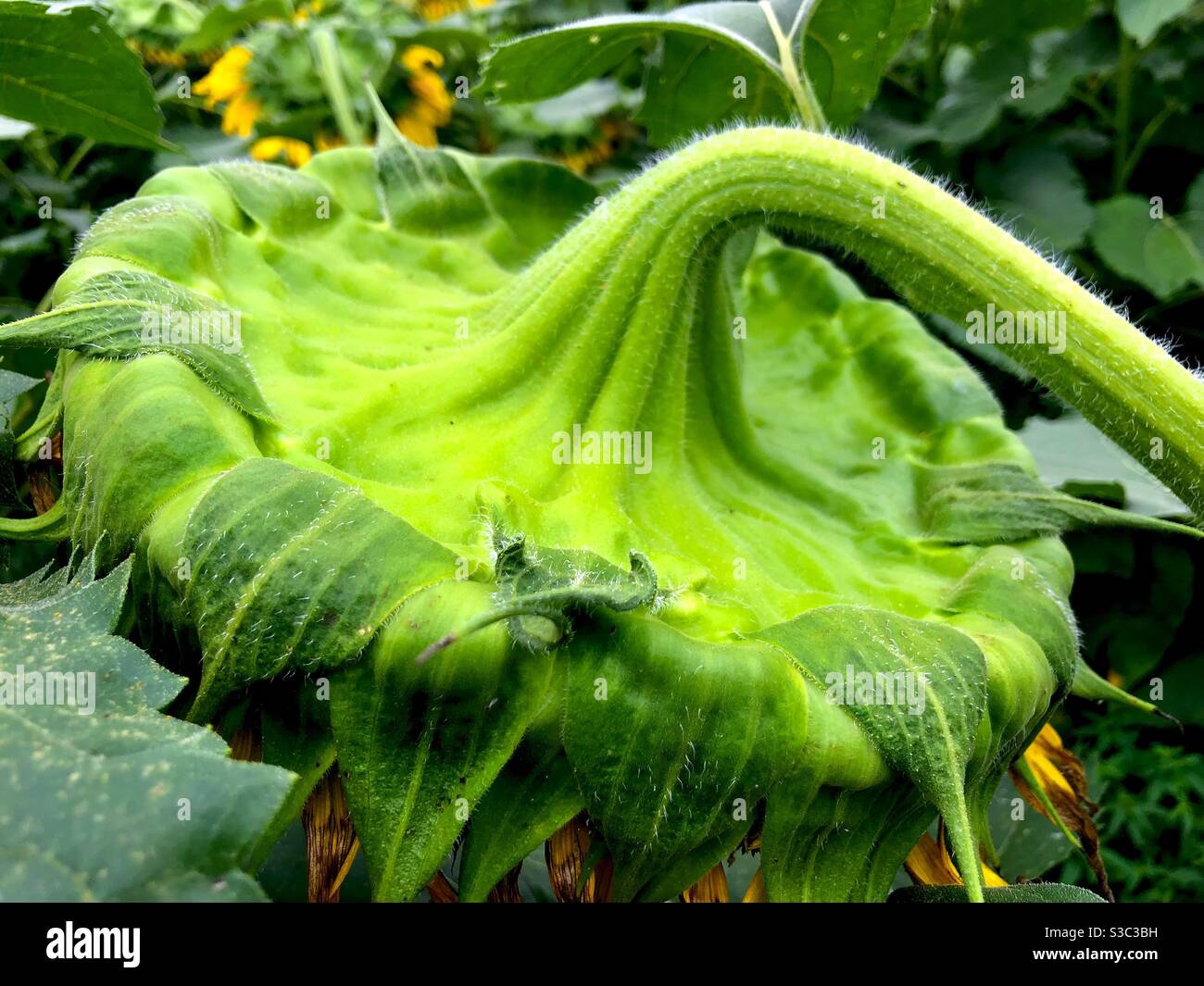 Backside Of Giant Sunflower At End Of Bloom Stock Photo Alamy