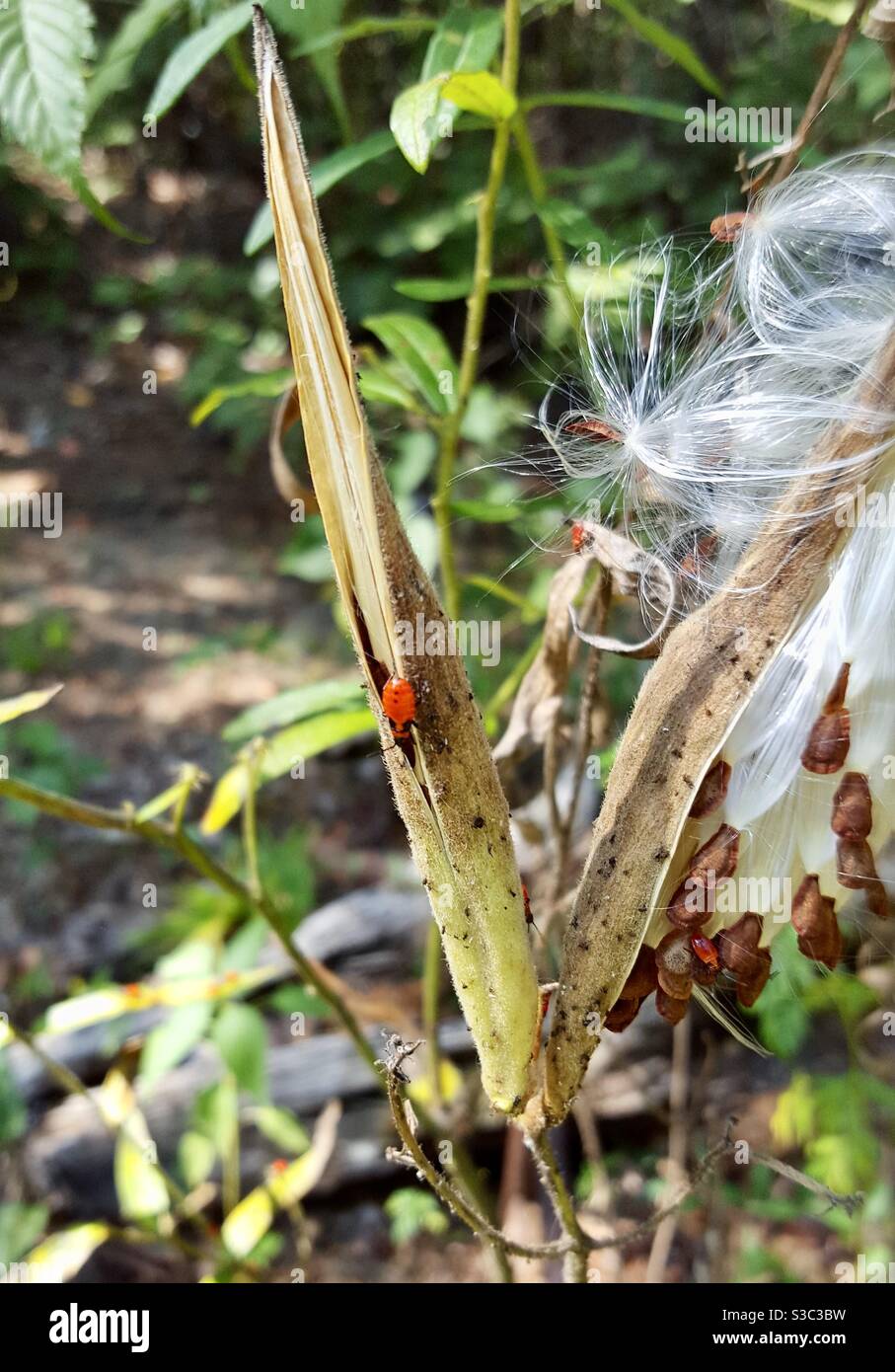 Tiny red spiders living on flowering plant gone to seed stock photo alamy