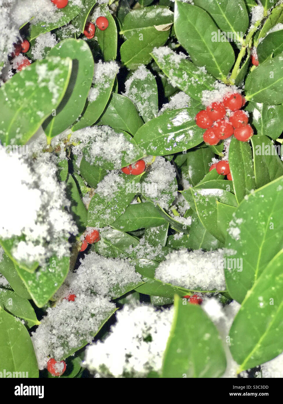 Snow berries Stock Photo