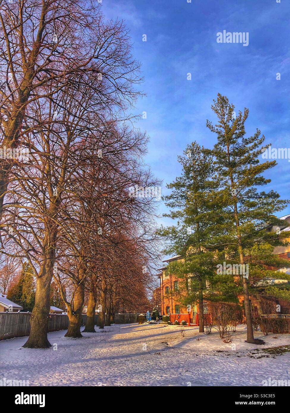 Peaceful and idyllic snowy winter landscape. - Smartphone Captured Stock Image