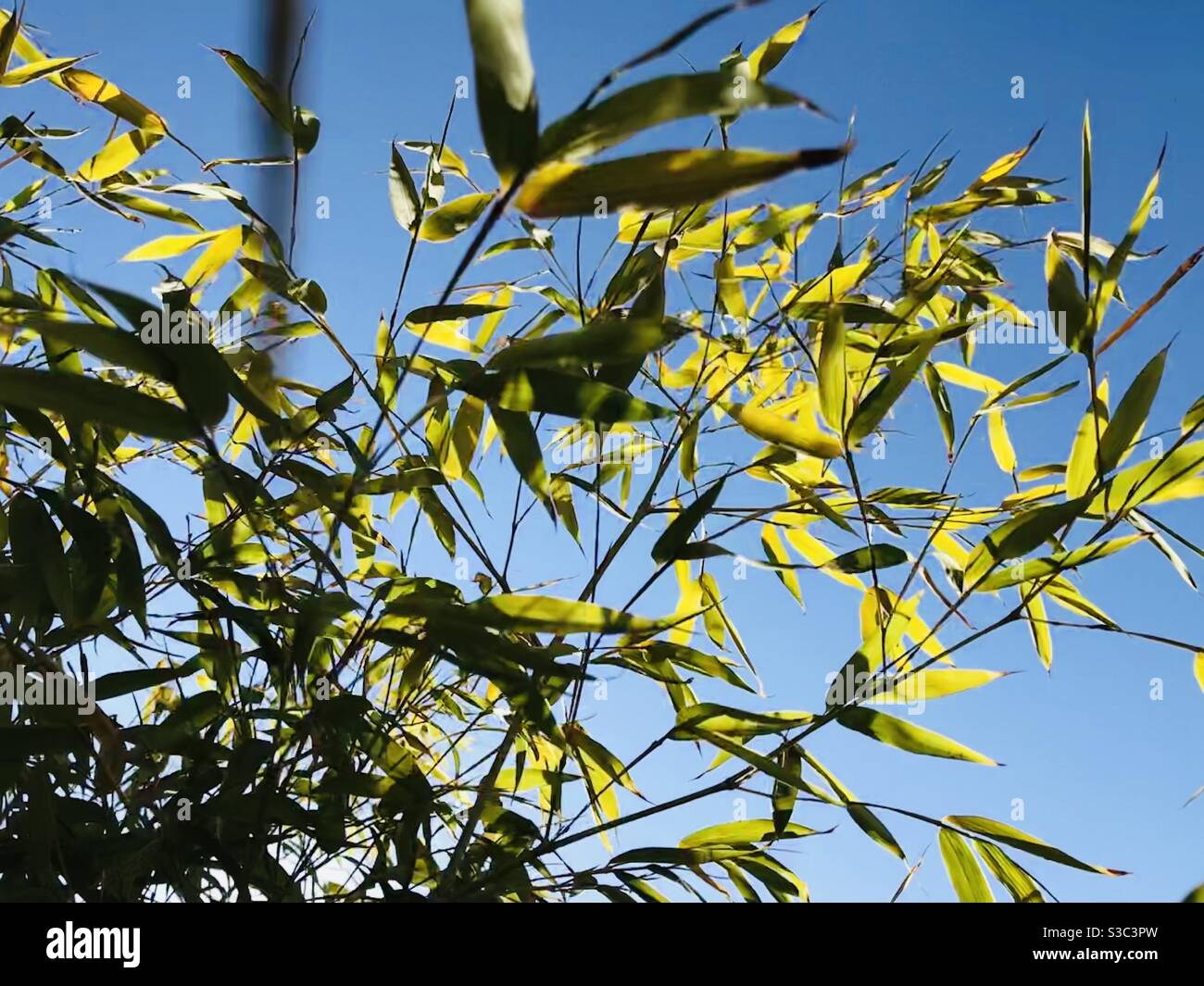 Bamboo in the sun Stock Photo Alamy