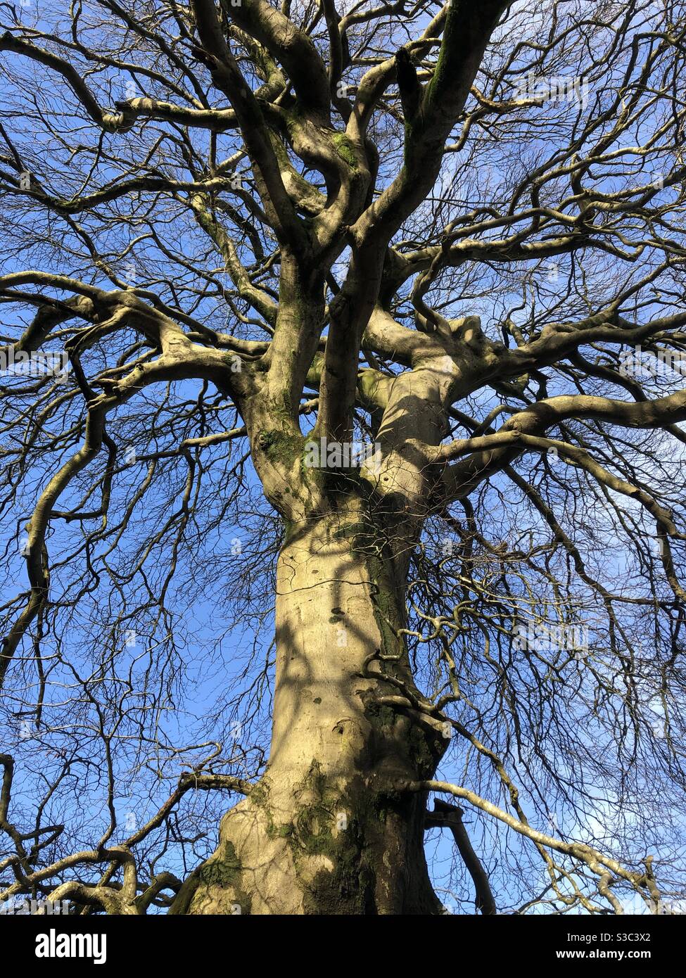 A gnarly old beech tree lit by winter sunshine against a blue sky. - Smartphone Captured Stock Image