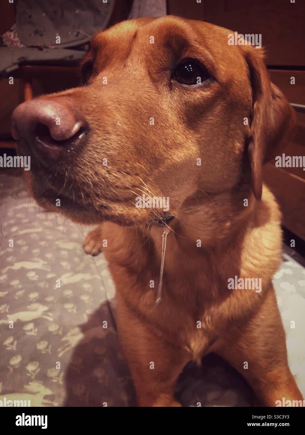 Why Is My Dogs Saliva Slimy