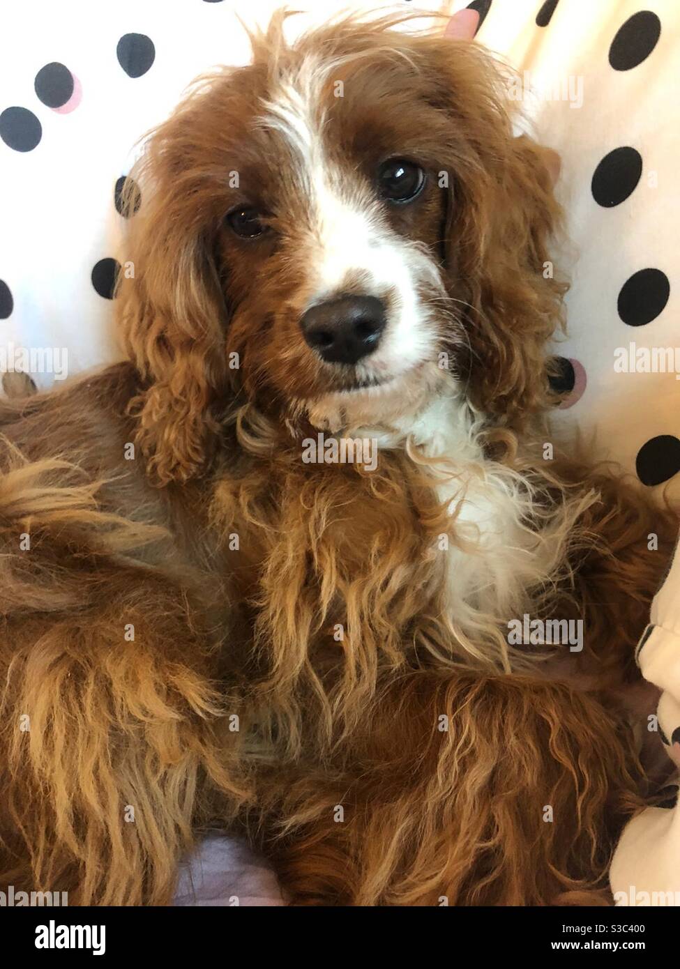 White cavapoo hi-res stock photography and images - Alamy