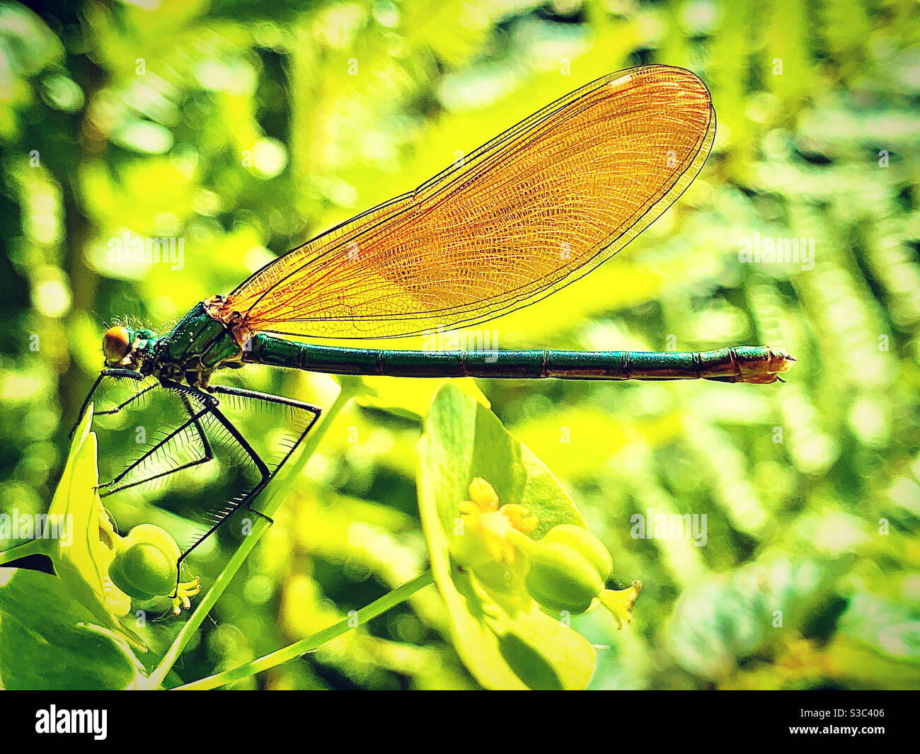 Damselfly with proboscis and wing detail resting on plant in a Somerset ...