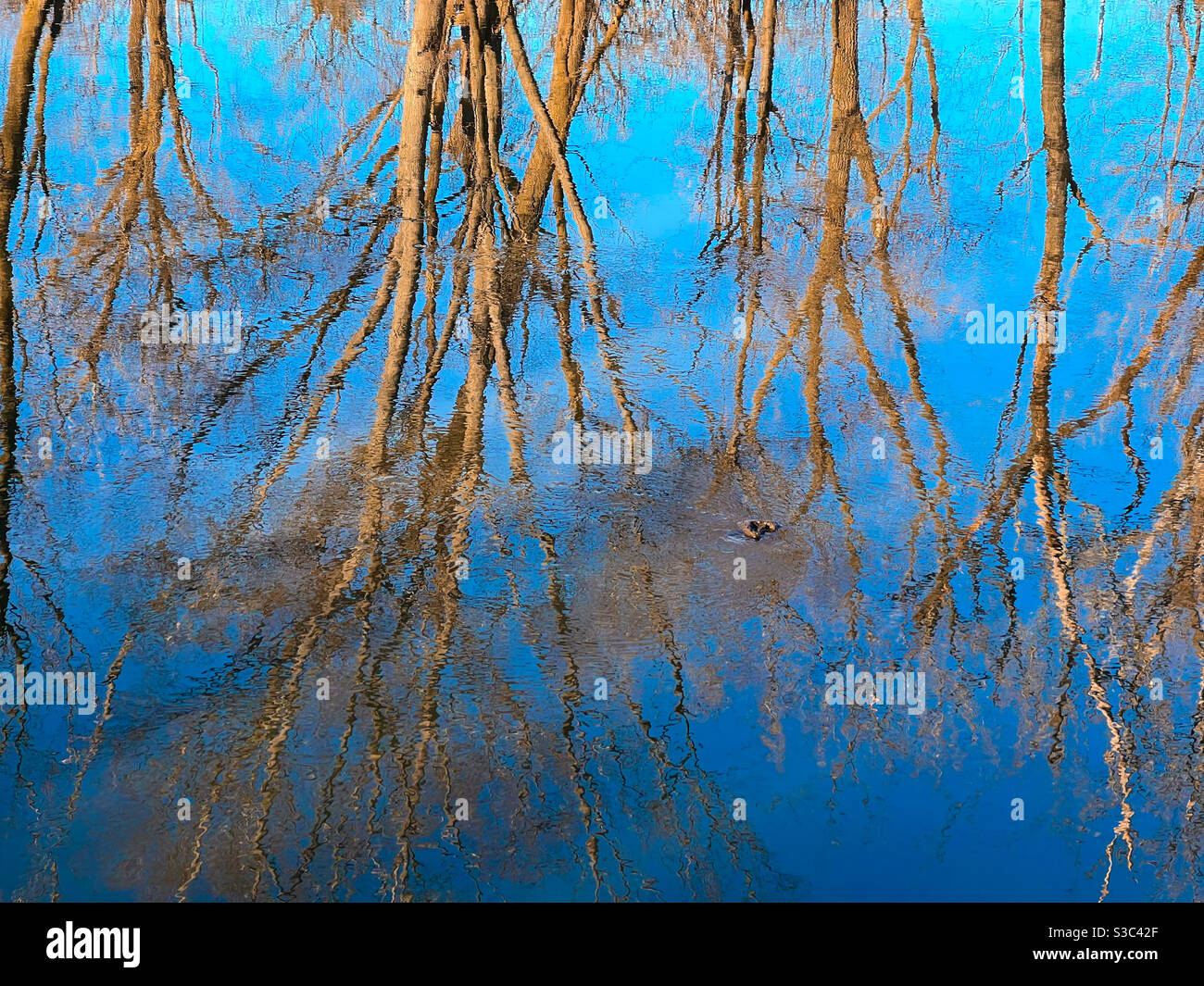 Bare winter trees reflected in river. Stock Photo