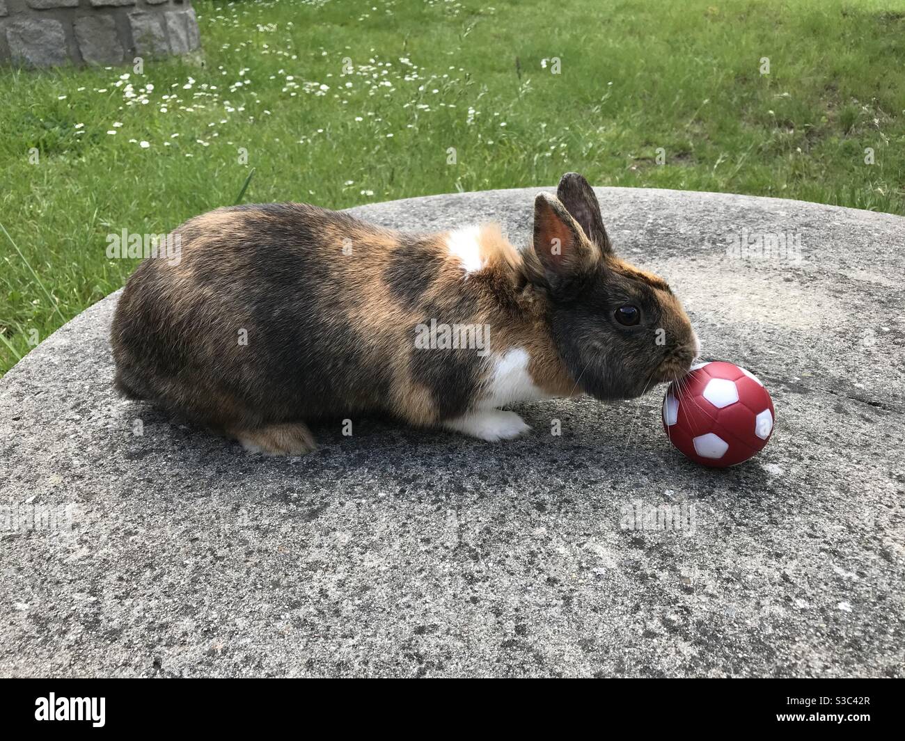 Domestic Rabbit Playing with a Ball Stock Photo Alamy