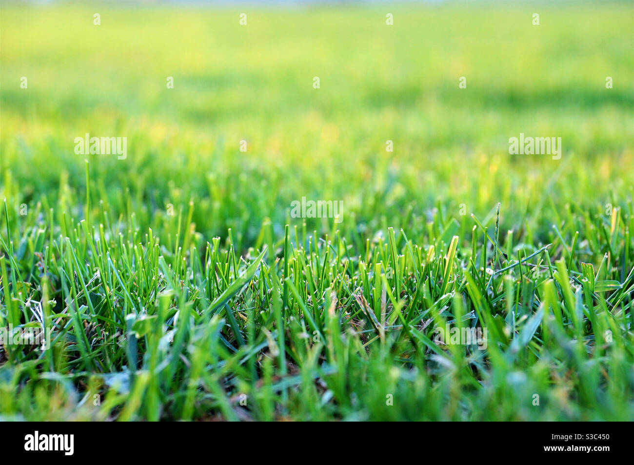 Trimmed green grass on the lawn - Smartphone Captured Stock Image