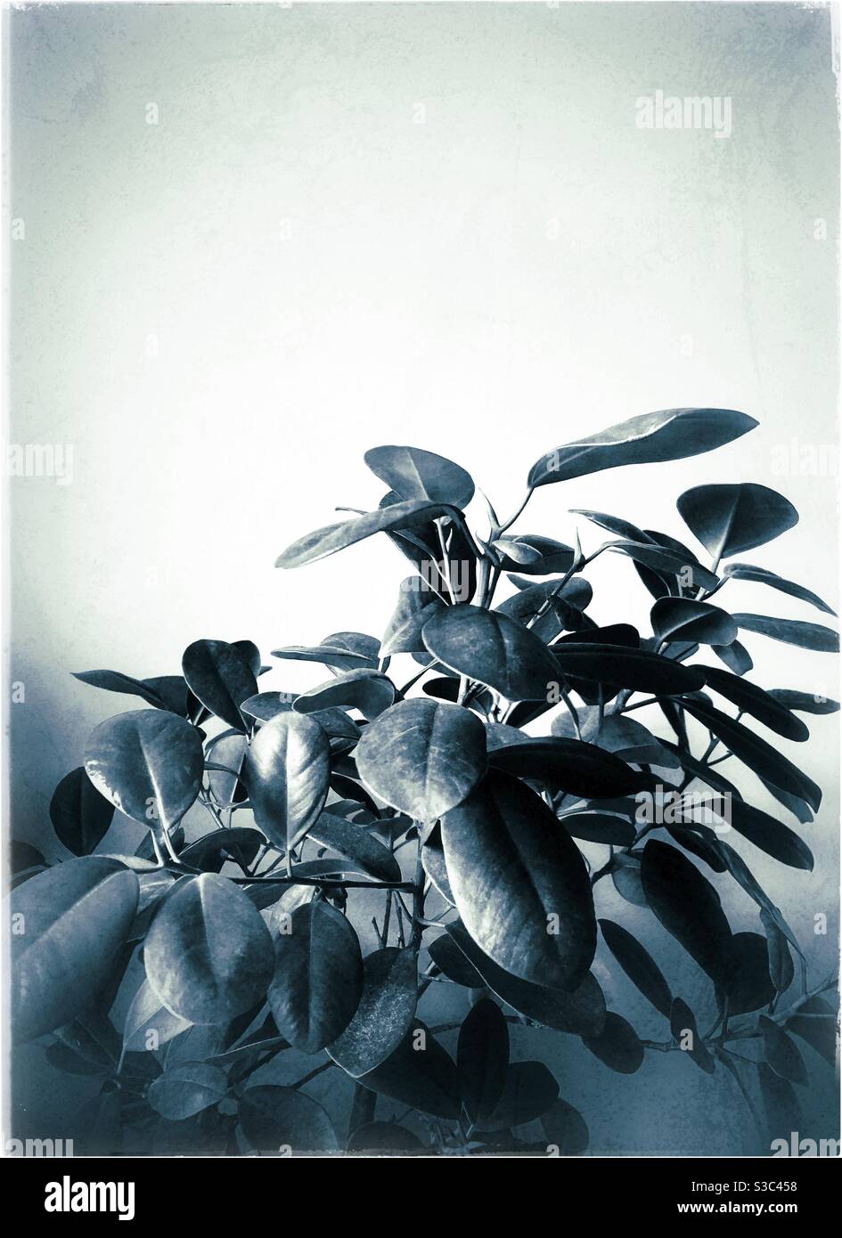 Monochrome still life photo with subtle grunge treatment of a lemon pot plant against a light background wall. - Smartphone Captured Stock Image