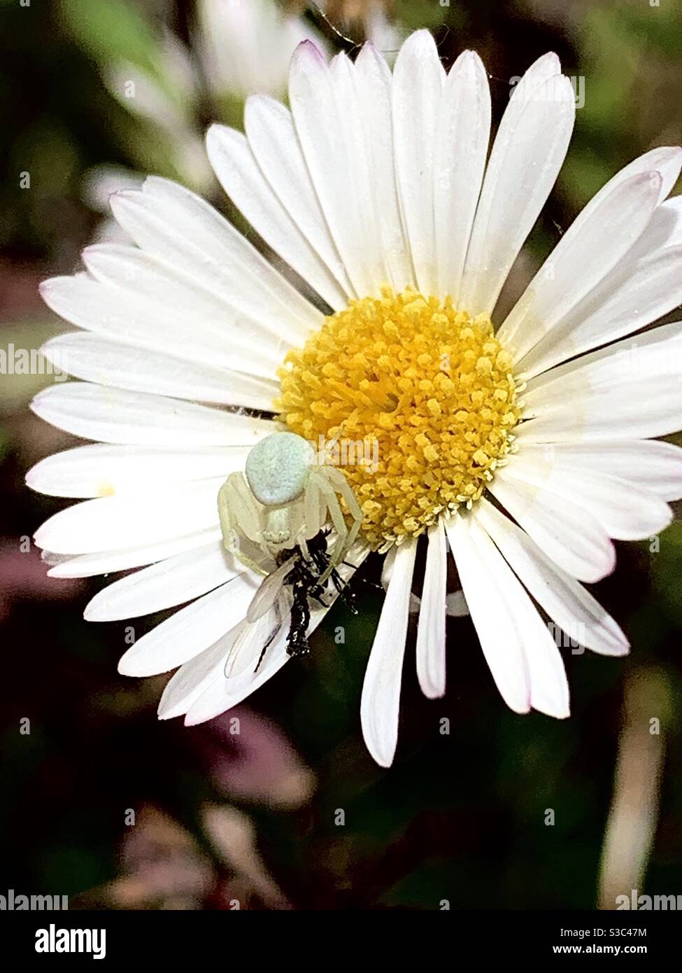 White spider hi-res stock photography and images - Alamy