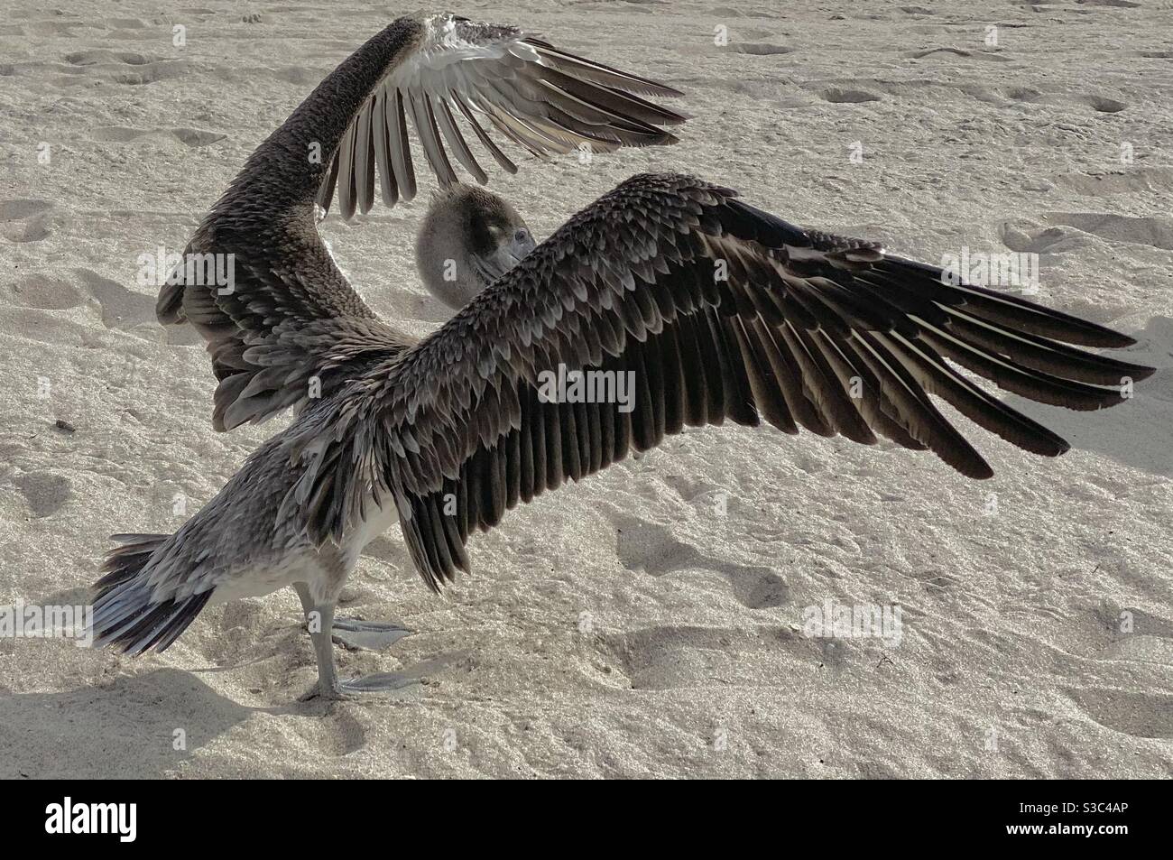 Pelican drying wings on Pompano Beach, Florida Stock Photo Alamy