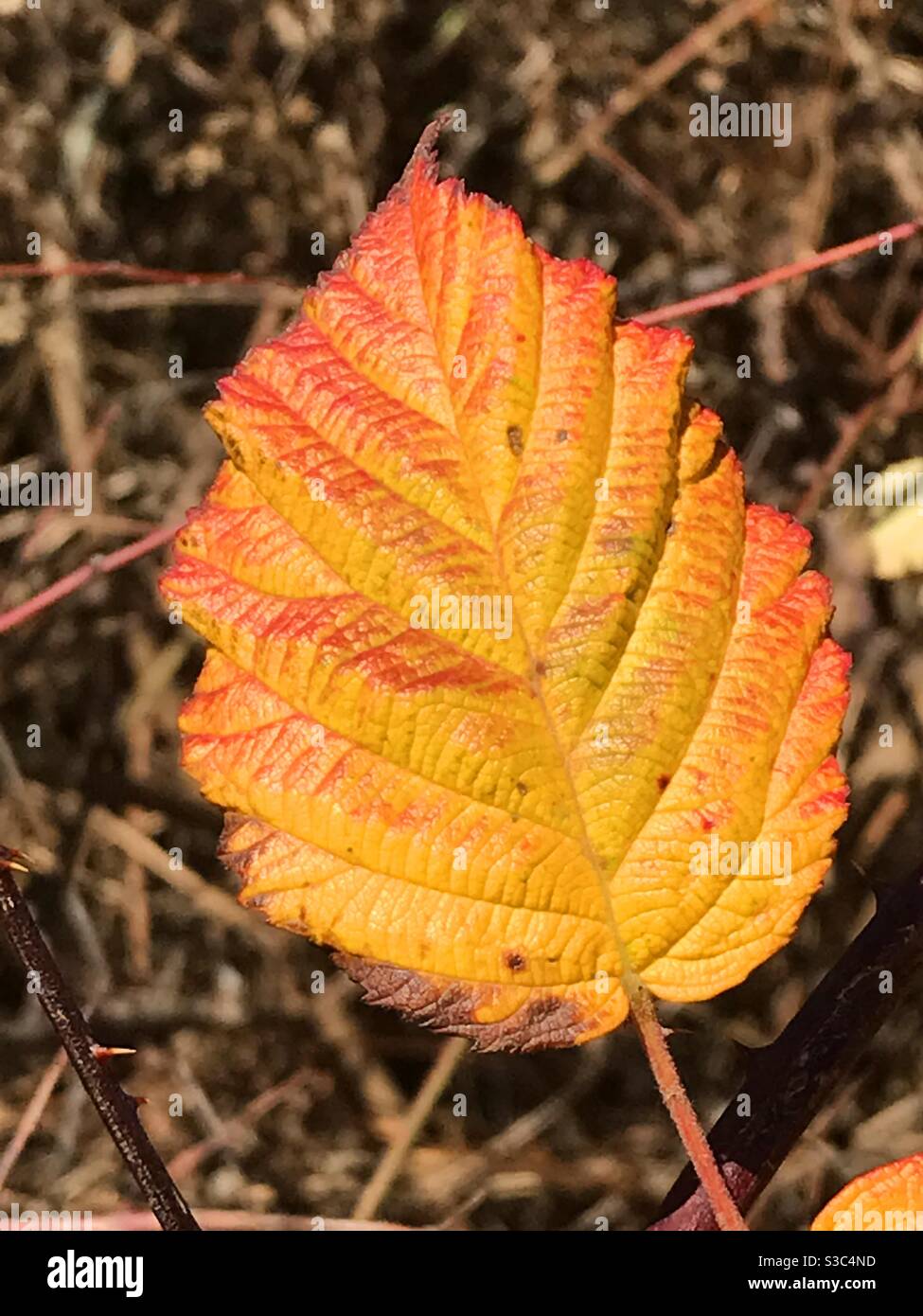Autumn leaf - Smartphone Captured Stock Image