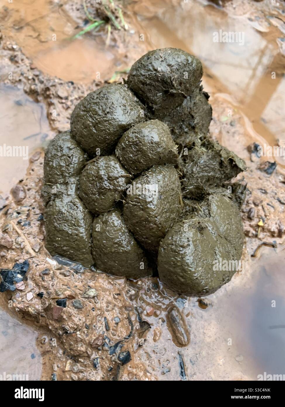 Fresh horse manure on muddy country path with brown puddles. Pony dung left by riders along countryside lane in winter, Somerset, England, UK Stock Photo