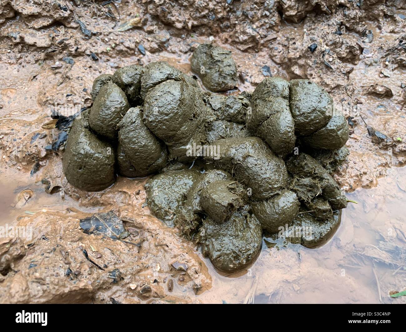 Freshly produced horse droppings on muddy county lane in Somerset, England, UK Stock Photo