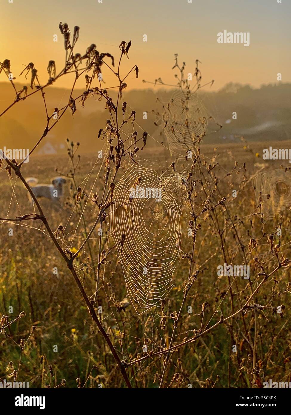 Pet Cavapoo dog on a walk in winter behind a dew laden delicate spider web spun between dried grasses in a countryside field bathed in golden light from the rising sun Stock Photo