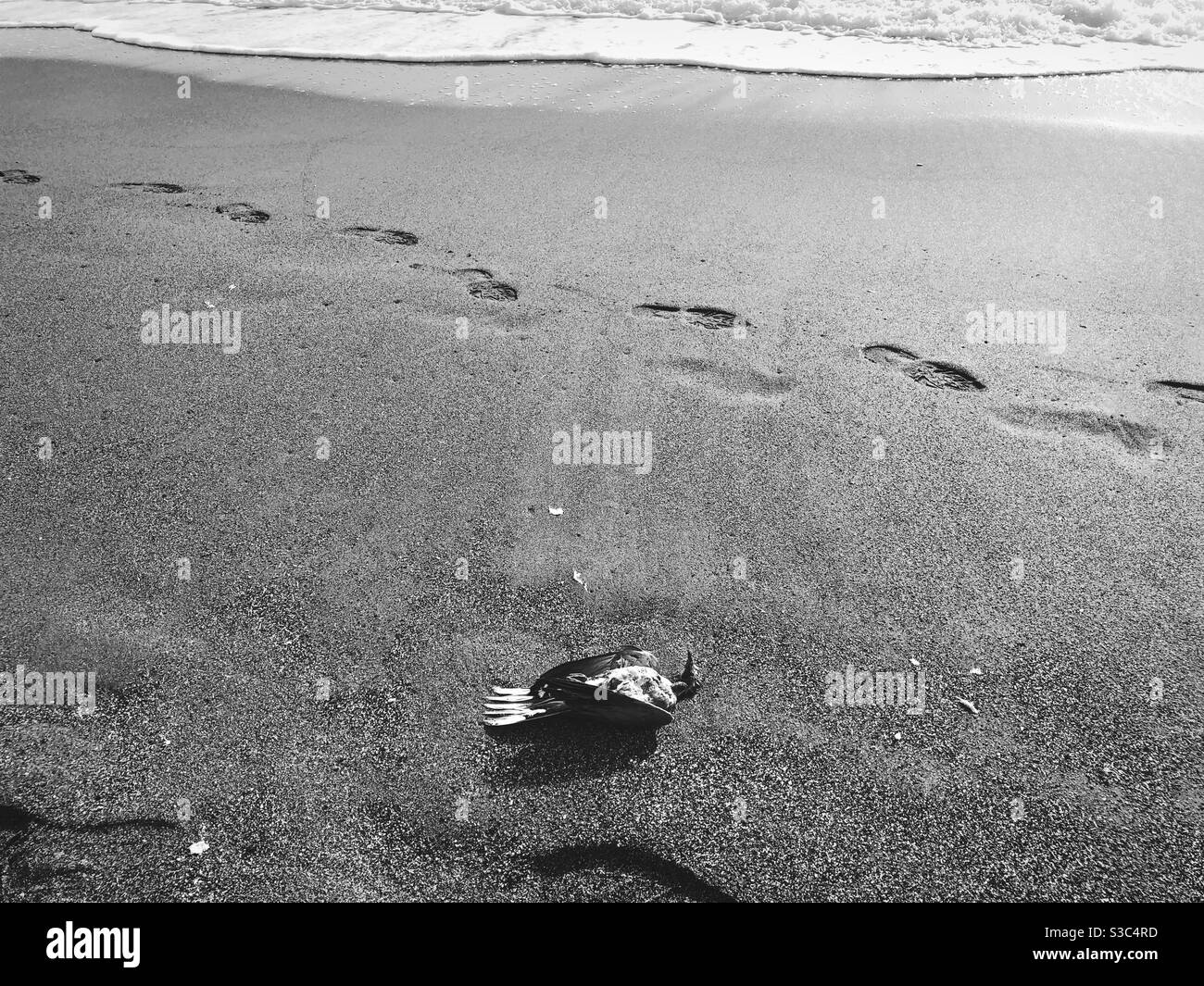 Poignant scene of a dead pigeon found on the shore Stock Photo