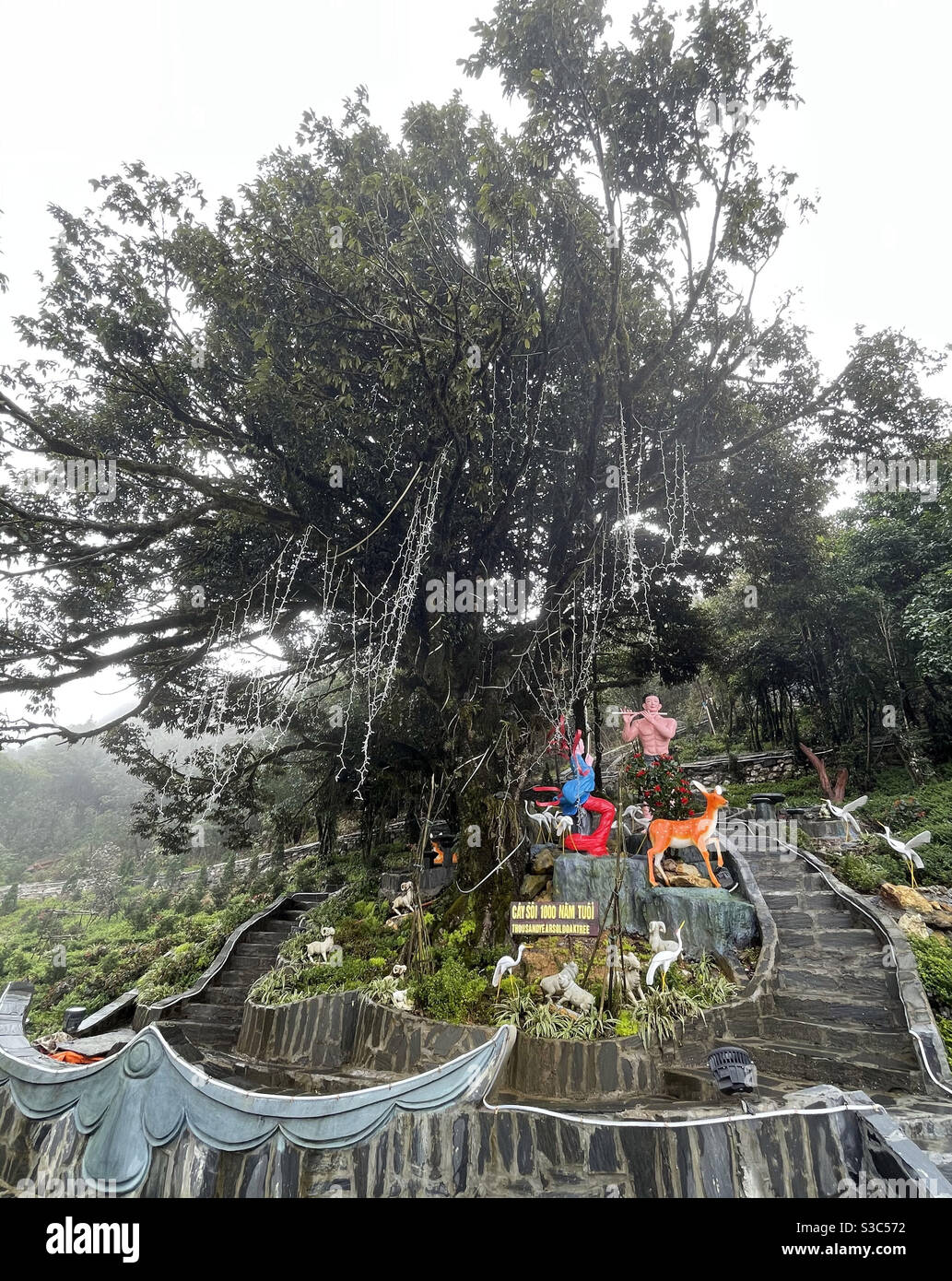 banyan tree 1000 years old - Smartphone Captured Stock Image