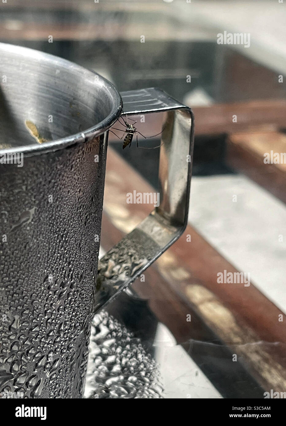 mosquito - Smartphone Captured Stock Image