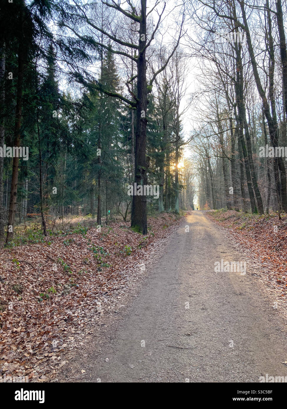 Wald weg spaziergang hi-res stock photography and images - Alamy