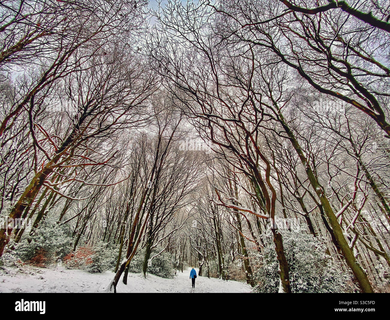 Woman walking alone through snow covered avenue of trees at Rivington near Chorley in Lancashire Stock Photo