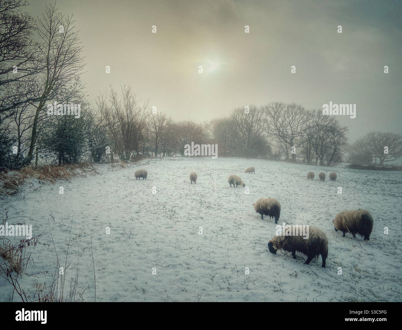 Sheep grazing in snow covered field, Adlington in Lancashire Stock Photo