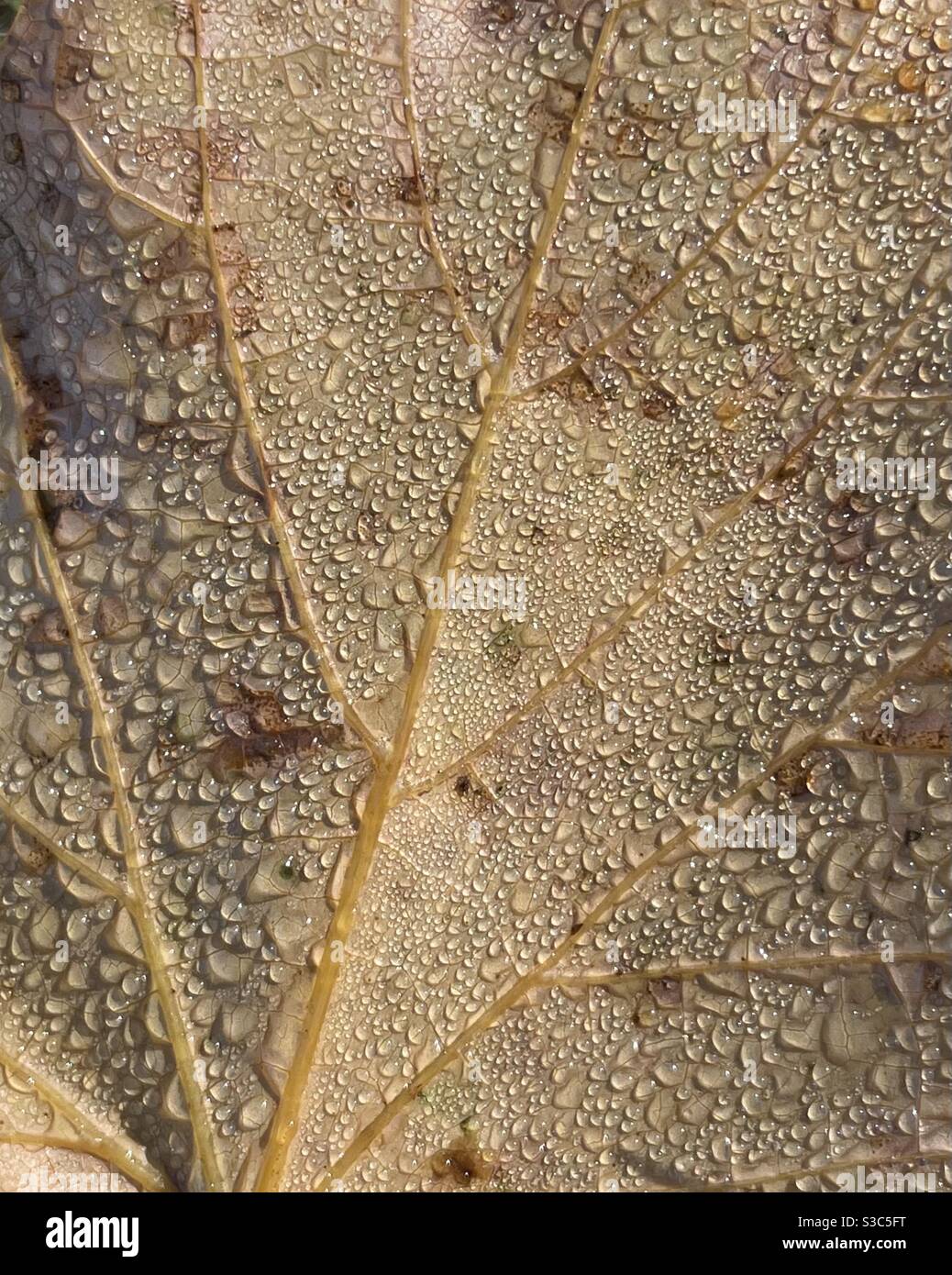 Morning dew drops on an autumn leaf - Smartphone Captured Stock Image