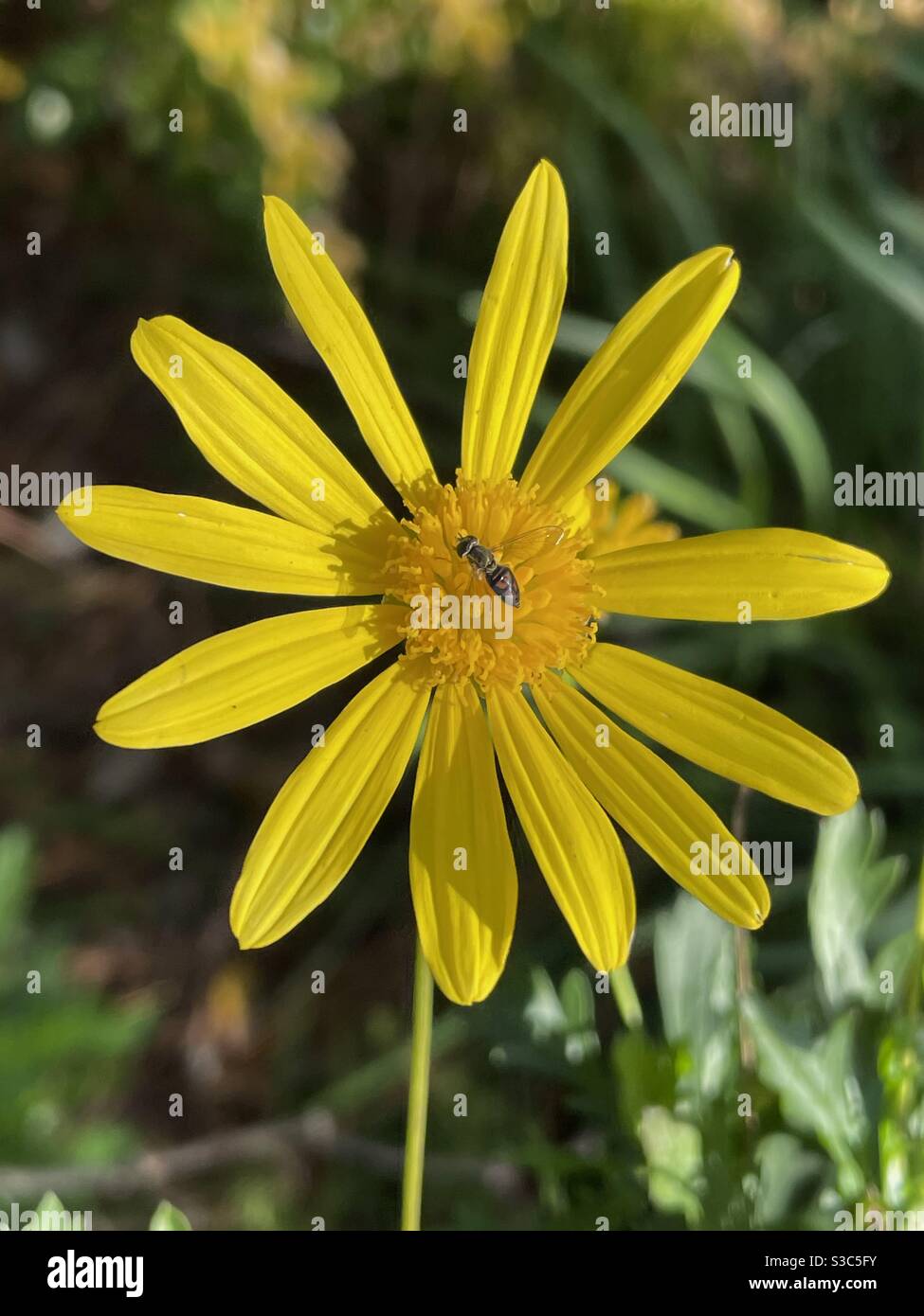 Yellow aster with a small flower fly - Smartphone Captured Stock Image