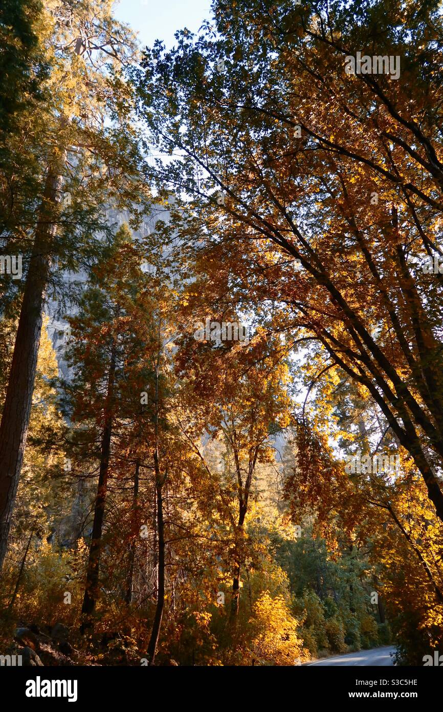 Golden orange and yellow autumn sunshine light on fall leaves on tall trees along empty road through Merced valley, Yosemite California USA Stock Photo