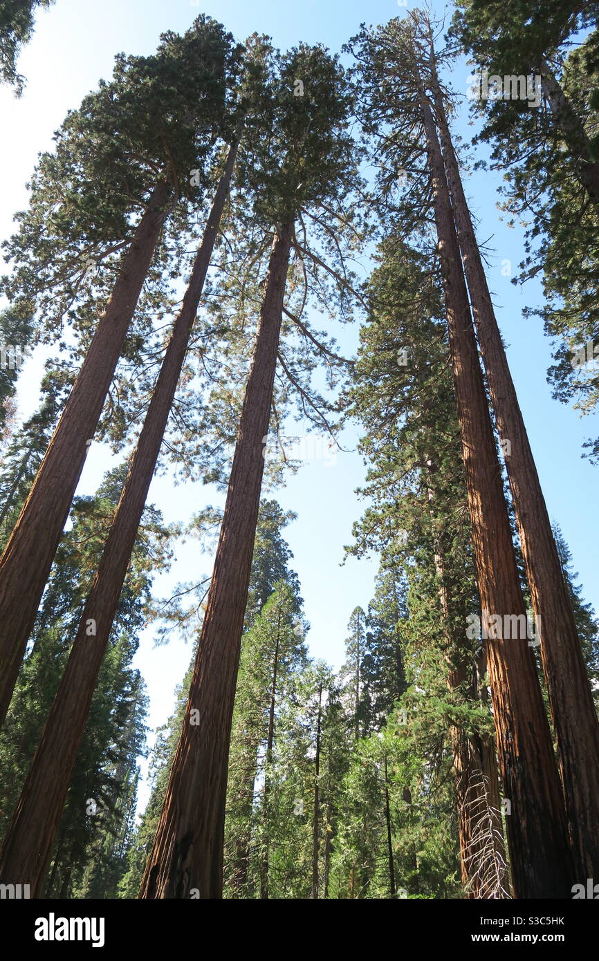 Exceptionally tall giant trees in redwood forest in Yosemite California