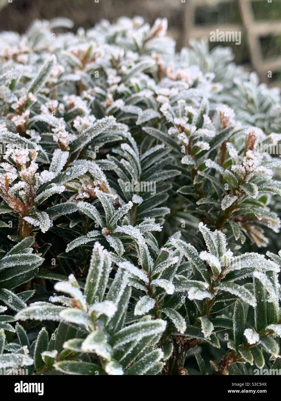 Light frost on yew leaves in country garden in winter Stock Photo