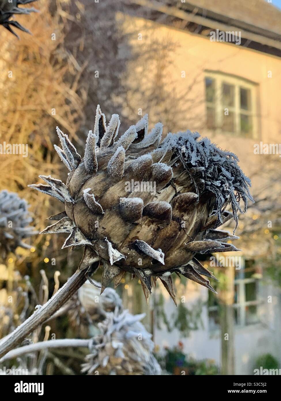 Frozen and frosty head of cardoon in English cottage garden in winter Stock Photo
