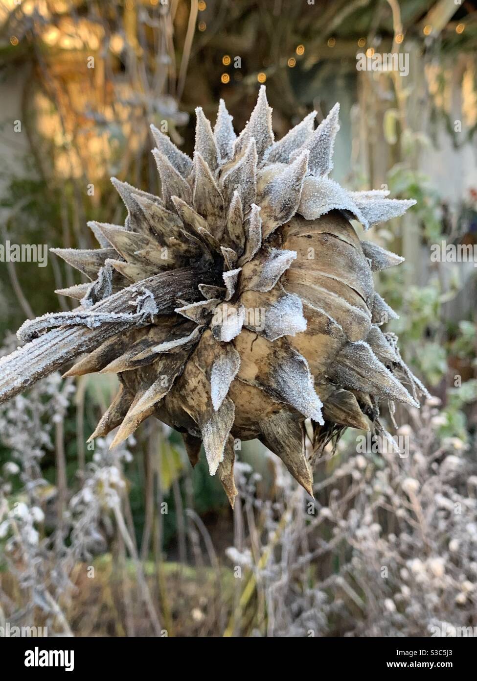Frozen and frosted cardoon seed head in winter cottage garden Stock Photo