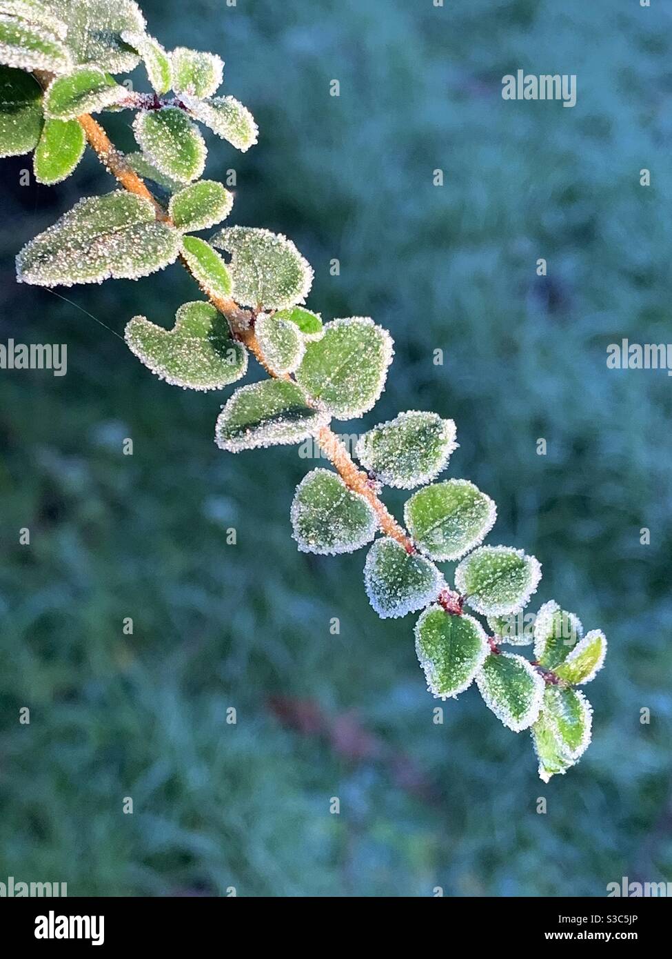 Frosty little leaves in English garden in winter Stock Photo