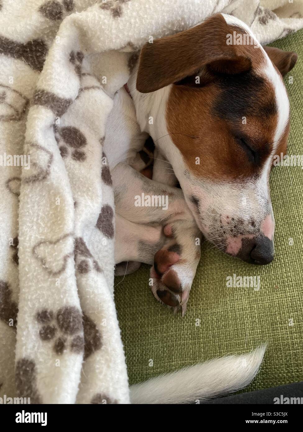 Sleeping dog with blanket Stock Photo