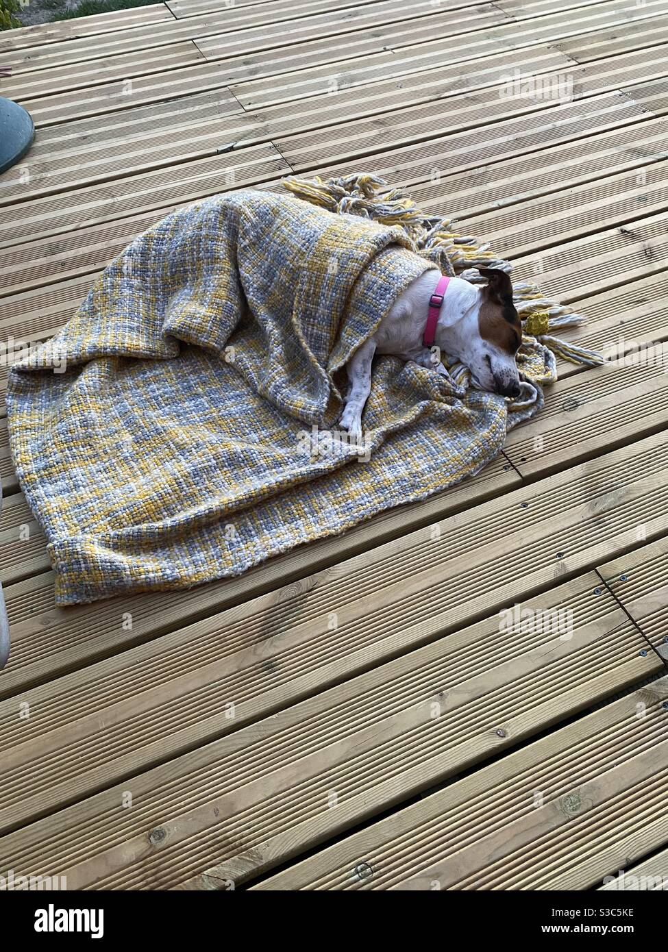 Jack Russell dog asleep in blanket on decking Stock Photo