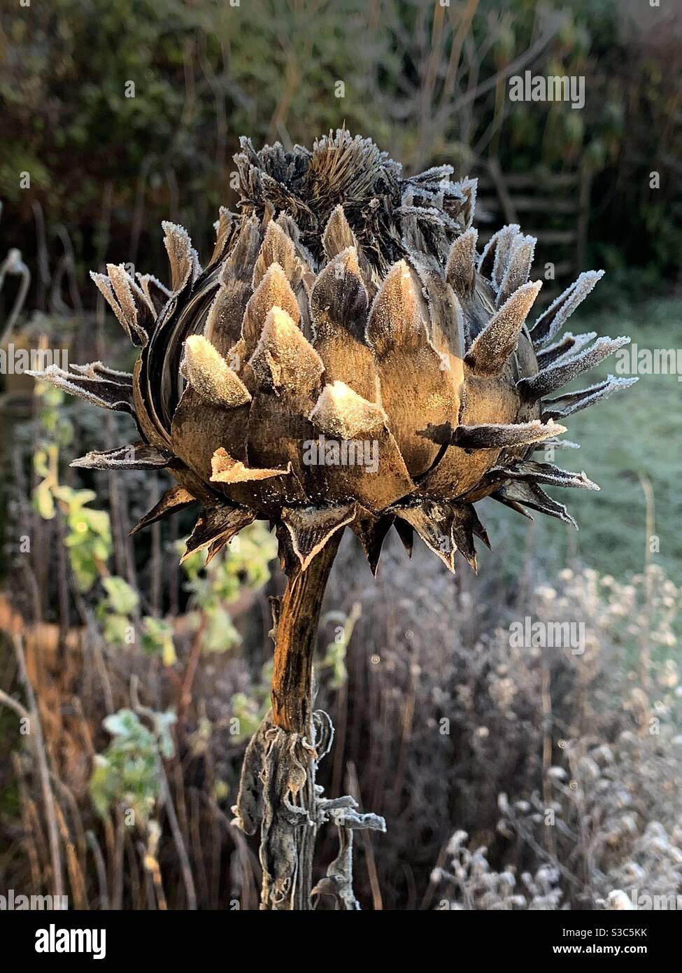 Light frost on winter cardoon flower head in English country cottage garden Stock Photo