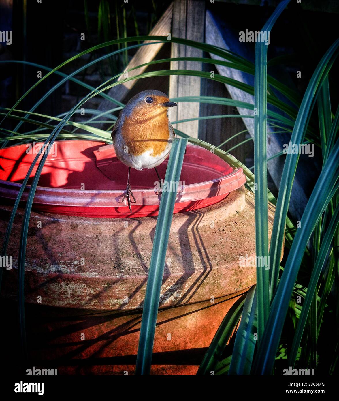 Robin - Smartphone Captured Stock Image