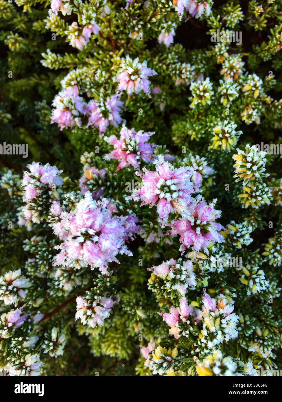 Frosted heather bush with flowers in Dorset UK Stock Photo