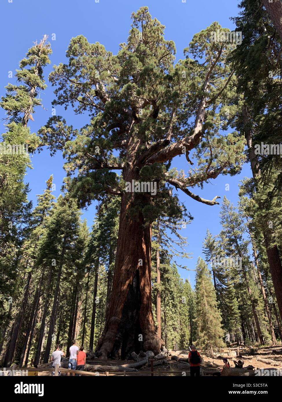 Biggest tree hires stock photography and images Alamy